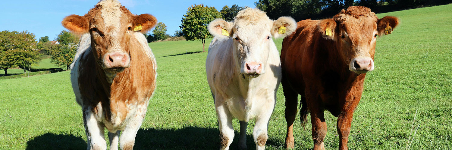 three cows in a field